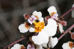 Florida Dancing Lady Orchid (Tolumnia bahamensis)