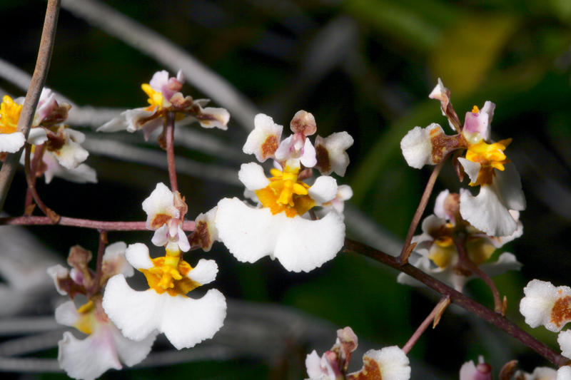 Florida Dancing Lady Orchid (Tolumnia bahamensis)