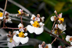 Florida Dancing Lady Orchid (Tolumnia bahamensis)