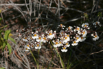 Florida Dancing Lady Orchid (Tolumnia bahamensis)