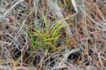 Florida Dancing Lady Orchid (Tolumnia bahamensis)