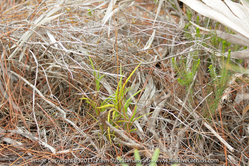 Florida Dancing Lady Orchid (Tolumnia bahamensis)