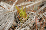 Florida Dancing Lady Orchid (Tolumnia bahamensis)