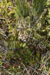 Florida Dancing Lady Orchid (Tolumnia bahamensis)