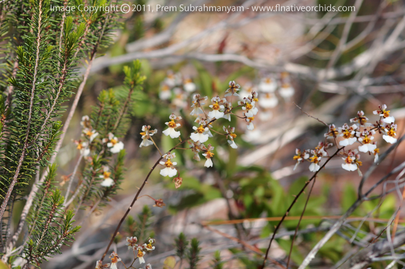 Florida Dancing Lady Orchid (Tolumnia bahamensis)