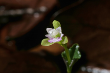 Triphora craigheadii - flower closeup.