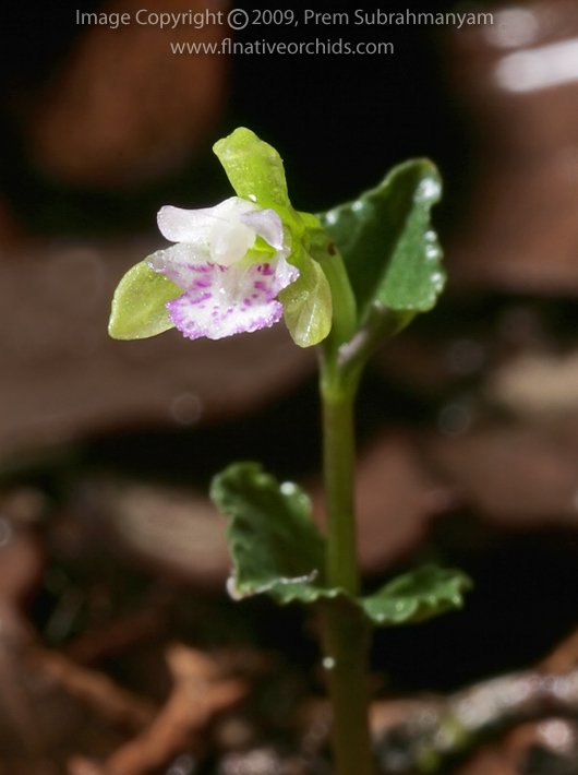 Triphora craigheadii - detail of flower semi-closeup.