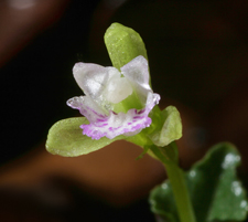 Triphora craigheadii - detail of flower closeup.