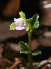 Triphora craigheadii - detail of flower semi-closeup.