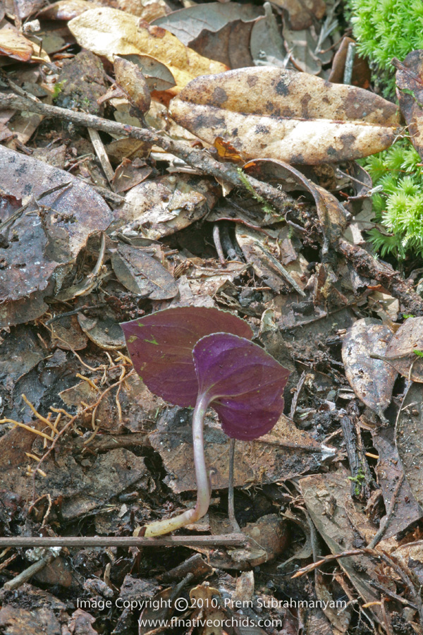 Triphora craigheadii - late-season plant, bottom view.