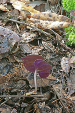 Triphora craigheadii - late-season plant, bottom view.