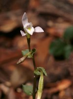 Three-birds Orchid (Triphora trianthophora) - flower closeup.