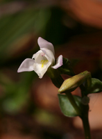 Three-birds Orchid (Triphora trianthophora) - flower closeup.