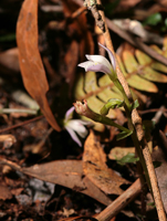 Three-birds Orchid (Triphora trianthophora) - flower in profile.