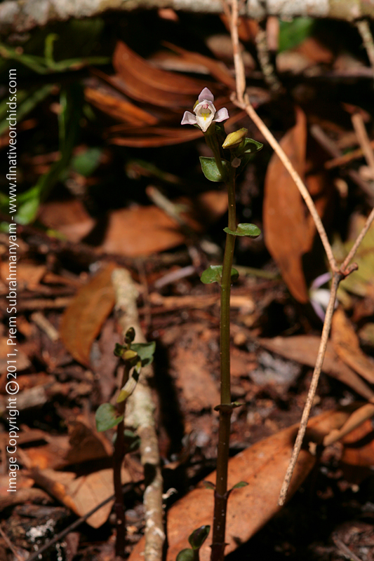 Three-birds Orchid (Triphora trianthophora) - plants in situ.