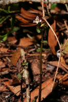 Three-birds Orchid (Triphora trianthophora) - plants in situ.