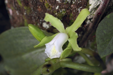 Fuchs' Vanilla, Mexican Vanilla (Vanilla mexicana) - Flower