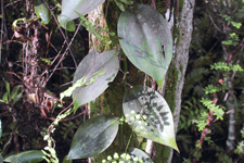 Fuchs' Vanilla, Mexican Vanilla (Vanilla mexicana) - Foliage