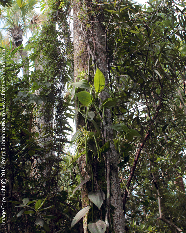Fuchs' Vanilla, Mexican Vanilla (Vanilla mexicana) - Plant