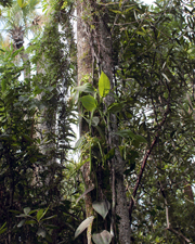 Fuchs' Vanilla, Mexican Vanilla (Vanilla mexicana) - Plant
