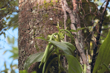 Fuchs' Vanilla, Mexican Vanilla (Vanilla mexicana) - Seed Pods