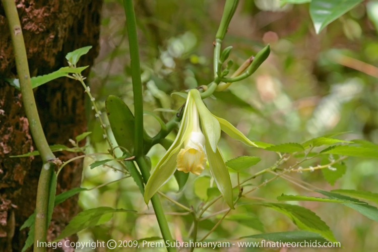 Vanilla phaeantha - semi-closed flower