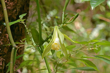 Vanilla phaeantha - semi-closed flower
