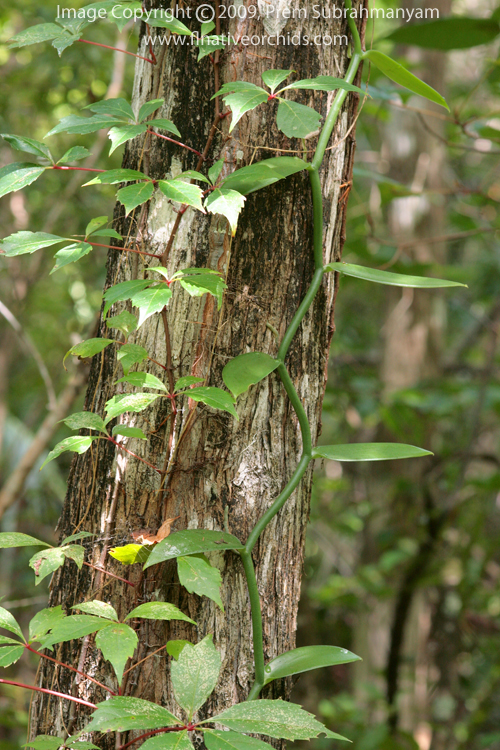 Vanilla phaeantha - vine scrambling up a tree.