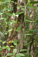 Vanilla phaeantha - vine scrambling up a tree.
