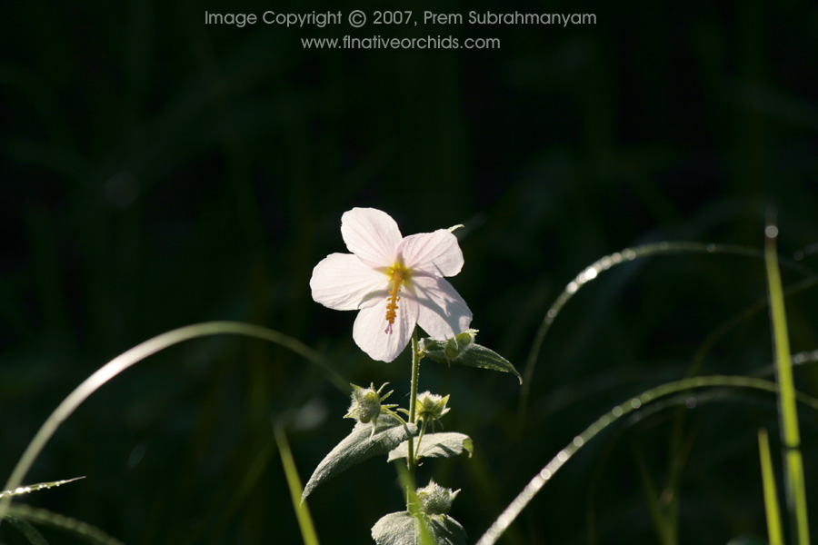 Virginia Saltmarsh Mallow (Kosteletzkya virginica)