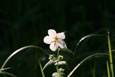 Virginia Saltmarsh Mallow (Kosteletzkya virginica)