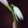 Carter's Orchid(Basiphyllaea corallicola)
