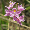 Bearded Grass Pink, Early Grass Pink(Calopogon barbatus)