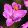 Multi-flowered Grass Pink(Calopogon multiflorus)