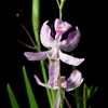 Pale Grass Pink(Calopogon pallidus)