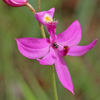 Grass Pink Orchid(Calopogon tuberosus)