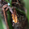 Thickroot Orchid, Ribbon Orchid(Campylocentrum pachyrrhizum)