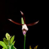 Rosebud Orchid, Spreading Pogonia(Cleistes bifaria)