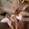 Spring Coralroot, Wister's Coralroot(Corallorhiza wisteriana)