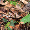 Speckled Ladies Tresses(Cyclopogon cranichoides)