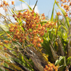 Cowhorn Orchid,Cigar Orchid,Bee-swarm Orchid(Cyrtopodium punctatum)