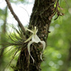 Ghost Orchid(Dendrophylax lindenii)