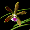 Florida Butterfly Orchid(Encyclia tampensis)