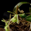 Greenfly Orchid, Bartram's Tree Orchid(Epidendrum magnoliae)