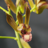 Wild Coco(Eulophia alta)