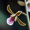 Grass-leaved Eulophia; Chinese Crown Orchid(Eulophia graminea)