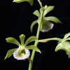 Two-keeled Galeandra(Galeandra bicarinata)