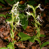 Long-horned false rein orchid(Habenaria macroceratitis)