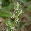 Michaux's Orchid(Habenaria quinqueseta)