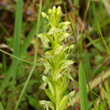 Water Spider Orchid(Habenaria repens)